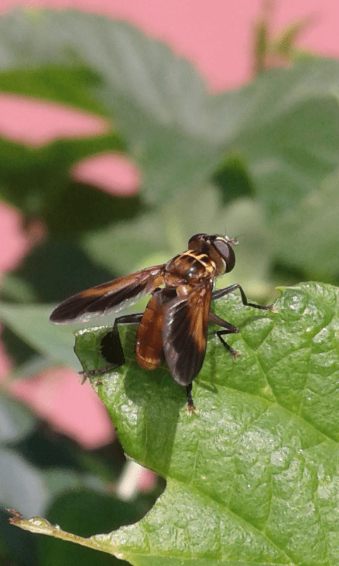 Trichopoda pennipes (Tachinidae)? S